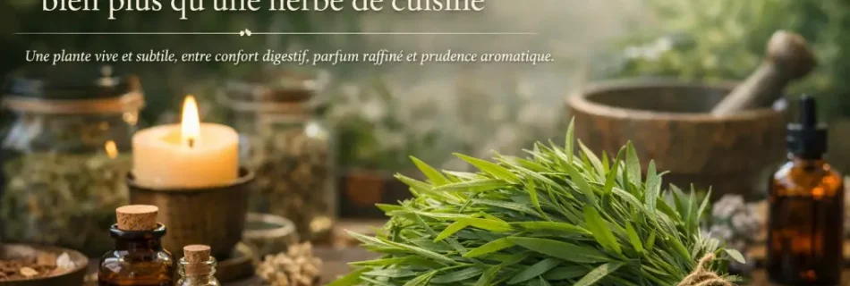 Bannière botanique avec estragon frais, lumière douce et ambiance d’atelier végétal